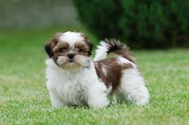 Such a coat can be easily formed into intricate arrangements, which is a show stealer at any gathering. Shih Tzu Dog Breed Information Price Images Dogexpress