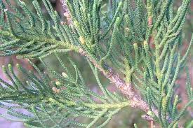 Image result for Cupressus macrocarpa
