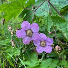 Image result for Rubus repens