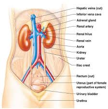 Sistem urogenital merupakan sistem yang terdiri dari sistem urinaria dan sistem genital, yang mana sistem urinaria dibagi menjadi traktus urinaria atas dan bawah. Https Repository Unimal Ac Id 3183 1 Sistem 20urinaria Pdf