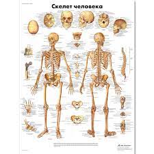 Download a free preview or high quality adobe illustrator ai, eps. Human Skeleton Chart 1002211 Vr6113l Zvr6113l Skeletal System 3b Scientific