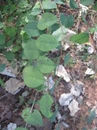 Image result for Cleistanthus polystachyus
