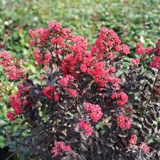 The great thing about shrubs is that, having woody stems, they are remarkably resilient to the attention of dogs, once they. 15 Dog Friendly Plants For Your Garden Great Garden Plants