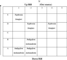 Image result for Indigofera melanadenia
