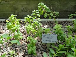 Image result for Aeollanthus rehmannii