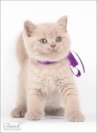 Pin By Siyah Beyaz On Yavru Kediler Katzchen Beautiful Cats Cute Cats Cute Baby Animals
