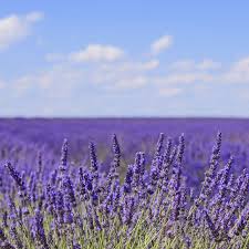 12 Scents That Can Literally Improve Your Day Culinary Lavender Lavender Varieties Lavender Plant