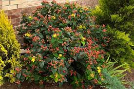Image result for Hypericum lalandii