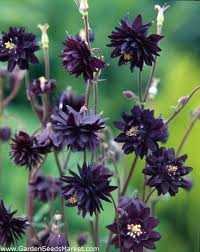 Each leaf has three groups of three leaflets. Aquilegia Columbine Granny S Bonnet Black Barlow 1 Bulb Garden Seeds Market Free Shipping