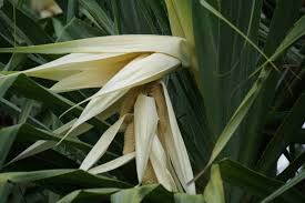 Image result for Pandanus odoratissimus