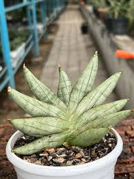 Image result for Sansevieria nilotica