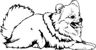 Image Result For Pomeranian Coloring Pages Dog Coloring Page Dog Line Drawing Pomeranian Dog