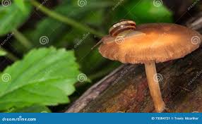 Macro Snail and Mushroom