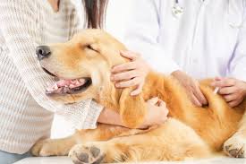 All pets veterinary center, louisville, ky. The Canine Annual Exam Dogwood Veterinary Clinic