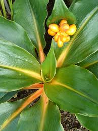 Image result for Chlorophytum galpinii