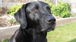 Image result for black labrador