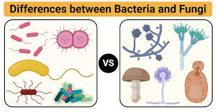 Animal cell vs plant cell vs fungal cell. Bacteria Vs Fungi Definition 21 Major Differences Examples