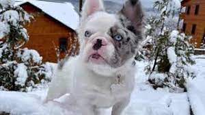 This opens in a new window. Merle Fluffy French Bulldog He Goes By Money Bagg Frenchie Ohio Florida Lubundy Merle Dog Youtube