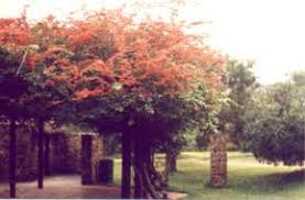 Image result for Combretum microphyllum