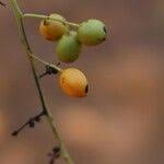 Image result for Sorindeia juglandifolia