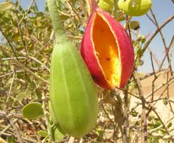 Image result for Capparis cartilaginea