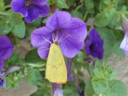Maybe you would like to learn more about one of these? Butterfly And Blue Flowers In Santa Rosa Beach Florida