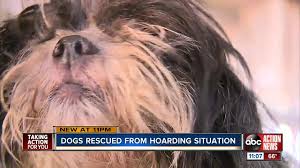 Click here to view havanese dogs in florida for adoption. Matted Dirty Havanese Mixes Rescued From Hoarding Situation In Temple Terrace