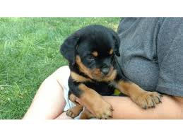 They are almost two months old, with two girls, one of whom is. Super Adorable Rottweiler Puppies Available For Adoption Animals Albert Lea Minnesota Announcement 29671