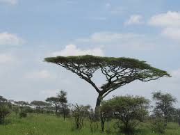 Image result for Acacia abyssinica