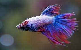 Then keep reading to find out all the common causes, as well as how to treat and prevent when your betta fish is bloated you'll notice that his belly begins to protrude out. 11 Betta Fish Facts 9 Will Surprise You Zenaquaria