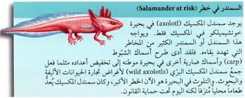 خصائص السمندر وسمندل الماء