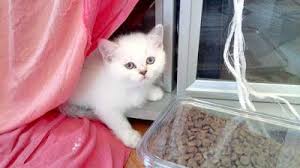 Benim Sozlugum British Shorthair British Longhair Yavru Kediler Rezerveye Acik Yavru Kediler Kedi