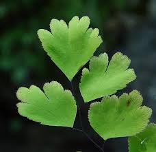 Image result for Adiantum vogelii