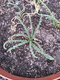 Image result for Drimia elata