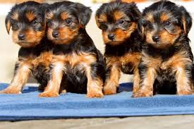 For a puppy yorkshire terrier, the first four months of their life will be very impressionable. Sweet Yorkie Puppies Ready For Forevery Homes For Sale In Old Bridge New Jersey Classified Americanlisted Com