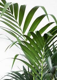 Download 4,362 palm houseplant stock illustrations, vectors & clipart for free or amazingly low rates! Pin On Para Pintura