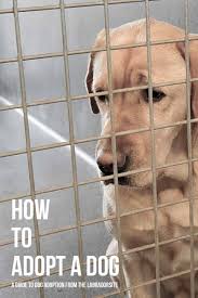 Washington, california, montana, idaho and western. Labrador Rescue And How To Adopt A Dog A Dog Rehoming Guide