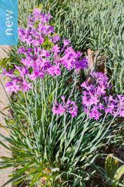 Image result for Cyrtanthus breviflorus