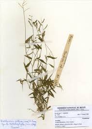 Image result for Urochloa villosa