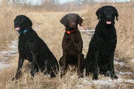 Image result for curly coated retrívr