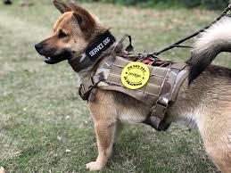 Measure around your dog's ribcage before you buy any harness and check the packaging to make sure you're choosing the proper size. Military Tactical Dog Harness German Shepherd Pet Dog Vest With Handle Nylon Bungee Dog Leash Harness For Small Large Dogs Puppy China Dog Harness Pet Accessories Made In China Com