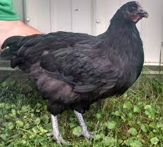 chicken breed selection ohioline