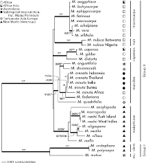 Image result for Marsilea nubica