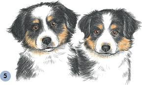The best selection of royalty free australian shepherd vector art, graphics and stock illustrations. Australian Shepherd Puppies Dogs Puppies Book
