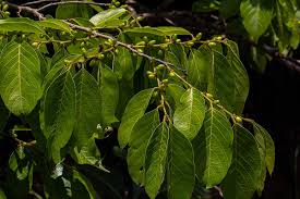 Image result for Bridelia micrantha