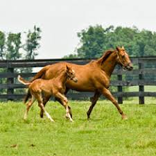 Maybe you would like to learn more about one of these? Horse Farm Tours Lexington 2021 All You Need To Know Before You Go Tours Tickets With Photos Tripadvisor