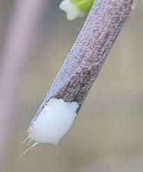 Image result for Cynanchum gerrardii