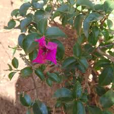 Image result for Commicarpus pedunculosus