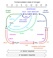 nitrogen cycle wikipedia