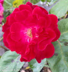 Im gegensatz zur aussaat hast du mit ablegern bereits nach. Rosen Vermehrung Durch Stecklinge Kleigafo Alles Fur Den Gartenfreund